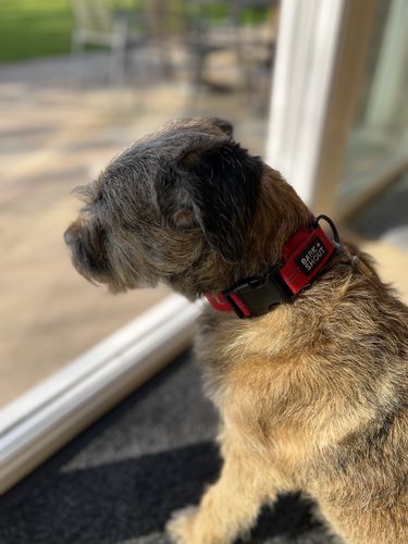Customer photo review of SPRK-25 | Dog Collar (S-L)