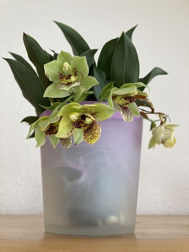 Customer photo review of Promenaea Sunlight mit gefleckten Blüten