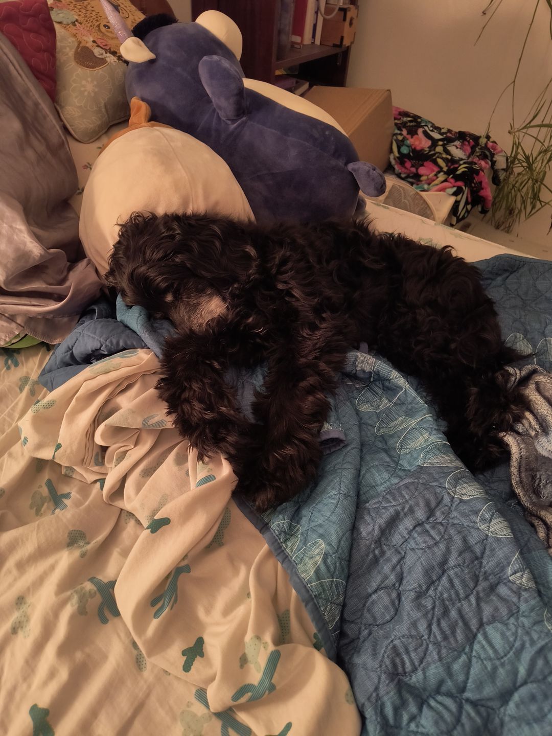 Customer photo review of KING KALM™ CBD 75mg - Small Size Dog & Cat Formula - 2.5mgs of CBD per each 1ml.