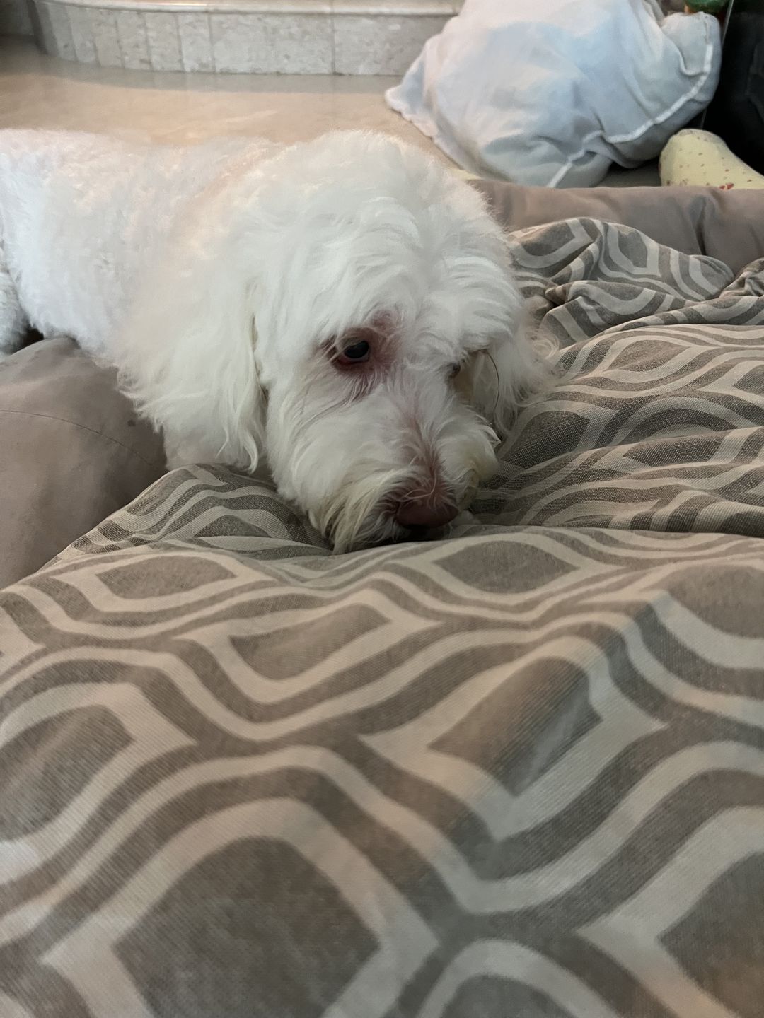 Customer photo review of Dental Chew (Large Package)