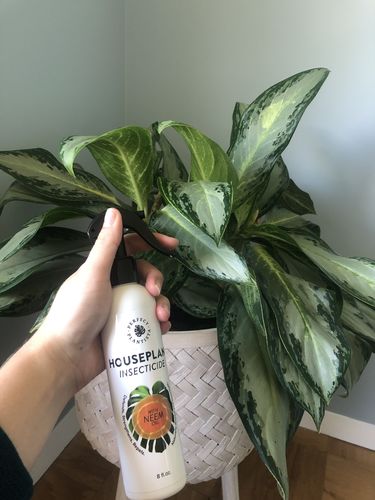 Customer photo review of Houseplant Insecticide w/ Neem