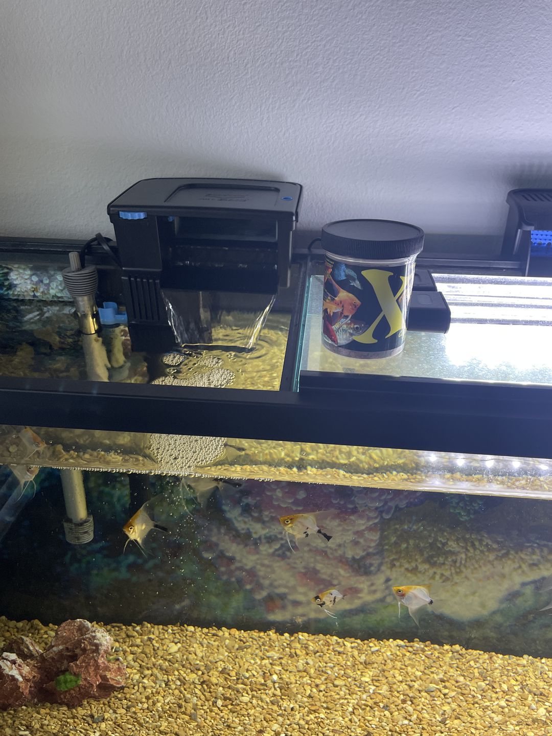 Customer photo review of Tidal Power Filters From Seachem/Sicce