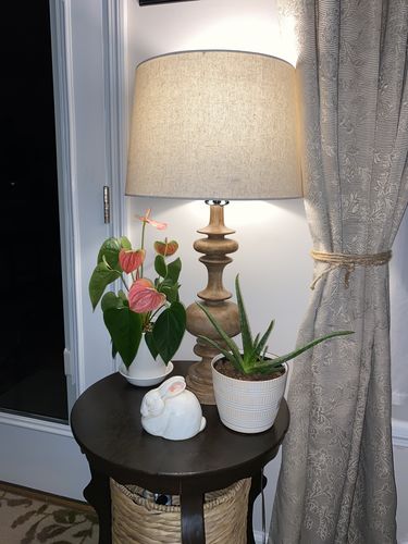 Customer photo review of Houseplant Insecticide w/ Neem