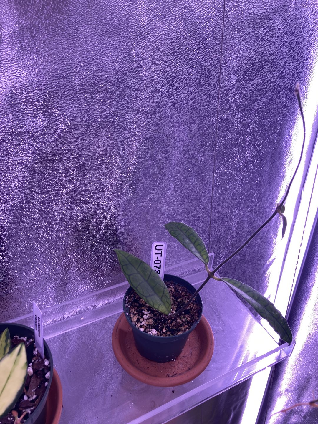 Customer photo review of Hoya UT-073