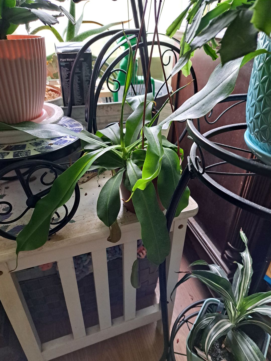 Customer photo review of 5" Carnivorous Nepenthes 'Alata' Hanging Basket