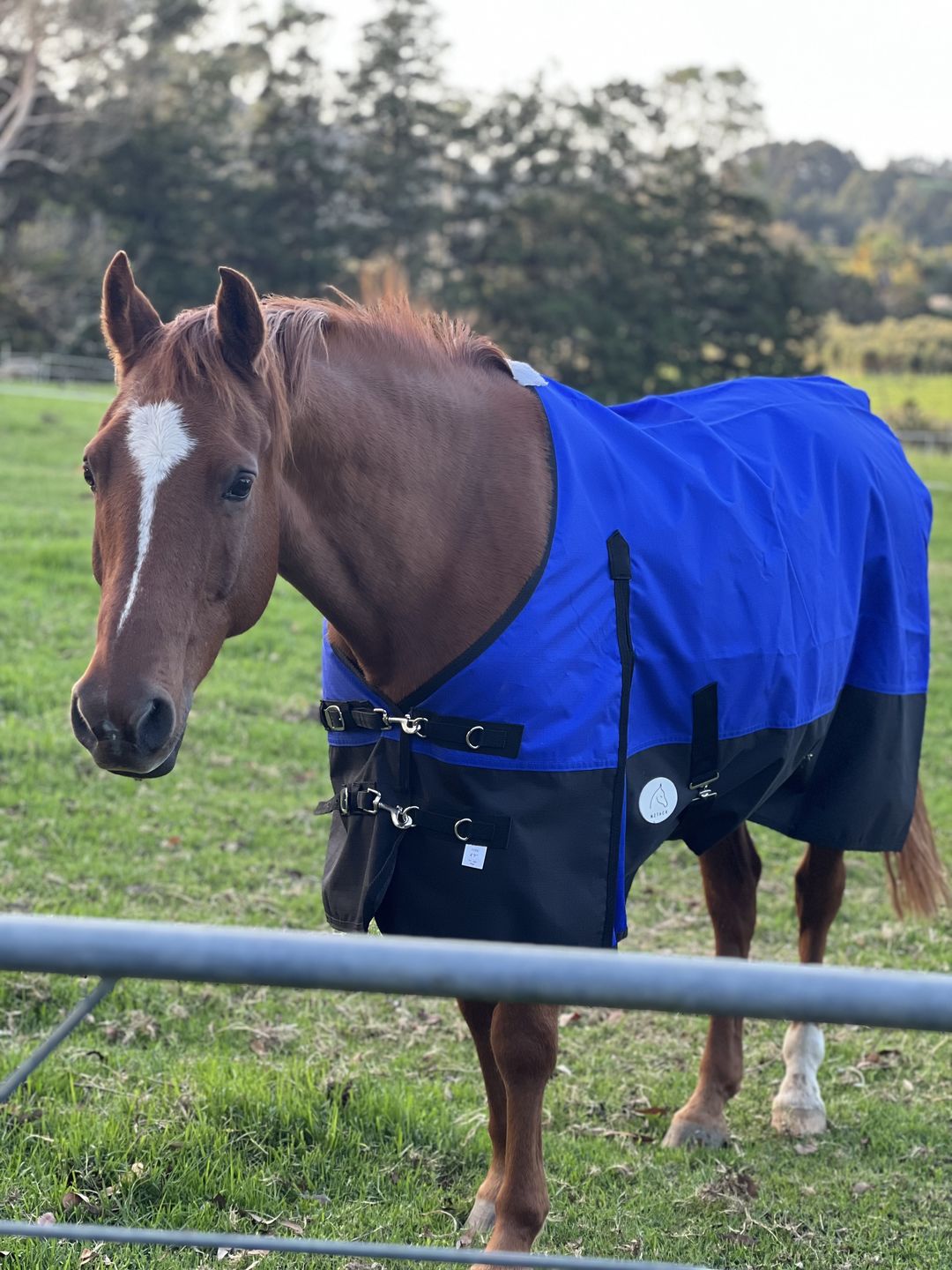 Customer photo review of Duke 1200D Standard Neck