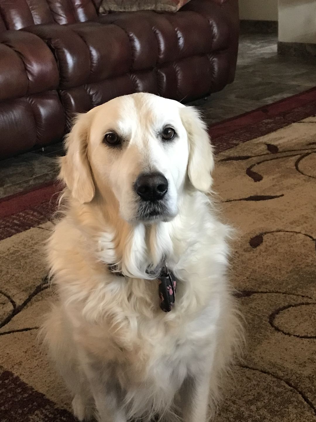 Customer photo review of furMe Grooming Vacuum Filter Replacement Pack