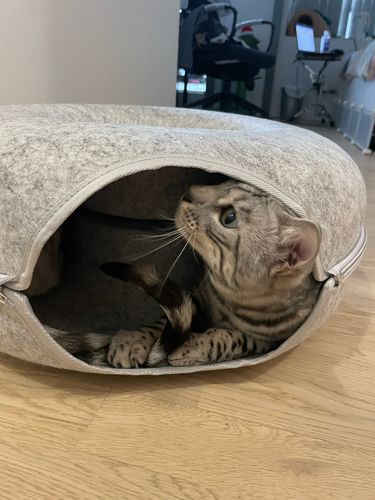 Customer photo review of Catfri® Hotel - Kattetunnel Seng