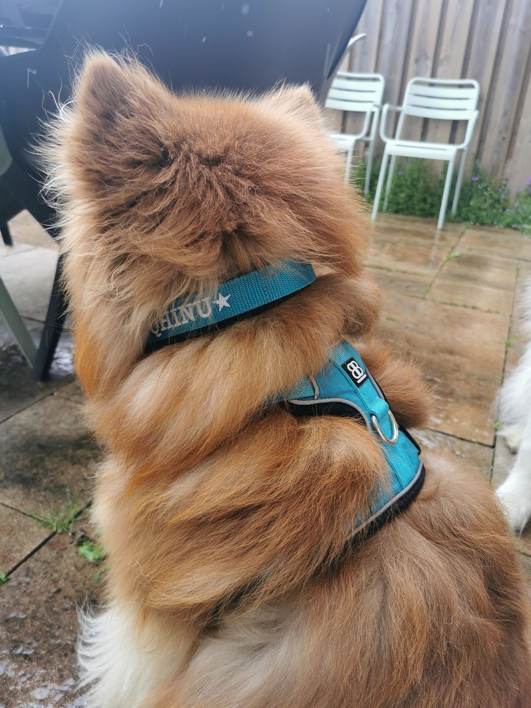 Customer photo review of Premium Comfort Harness | Non Restrictive & Adjustable - Light Blue