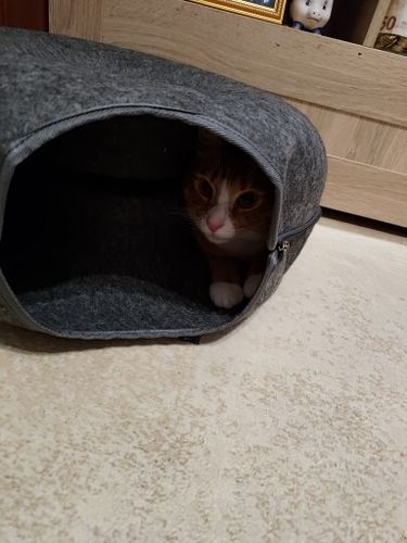 Customer photo review of Catfri® Hotel - Kattetunnel Seng