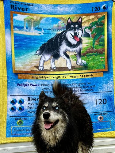 Customer photo review of Pokepet