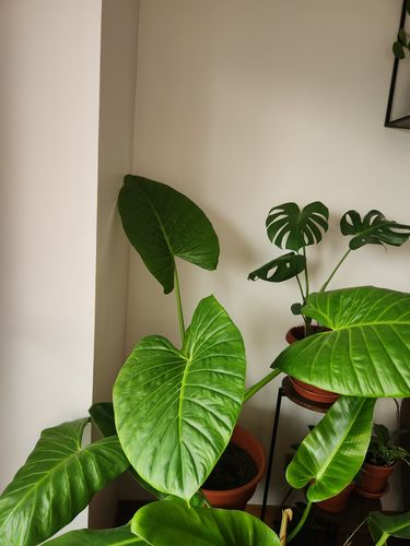 Customer photo review of Manto de Eva Pequeño