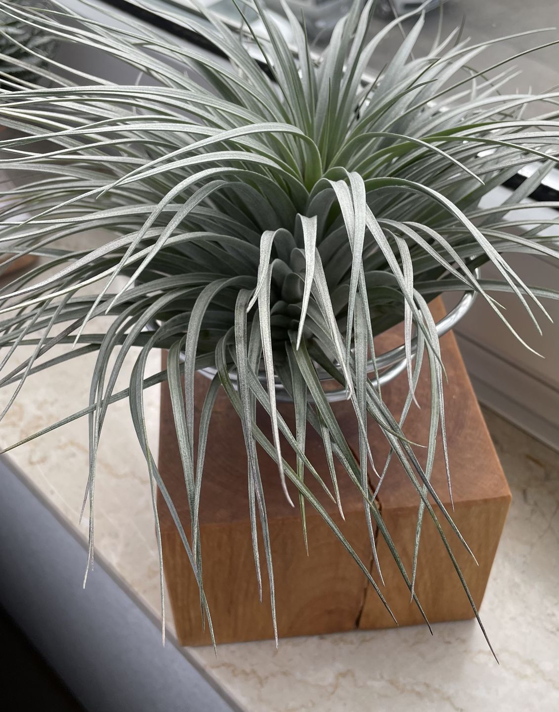 Customer photo review of Tilly Xylo - Gigant