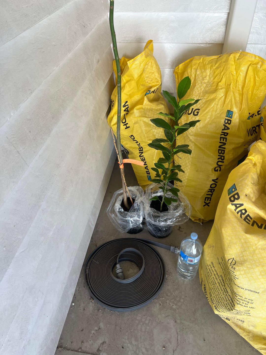 Customer photo review of Hog Plum / Ambarella