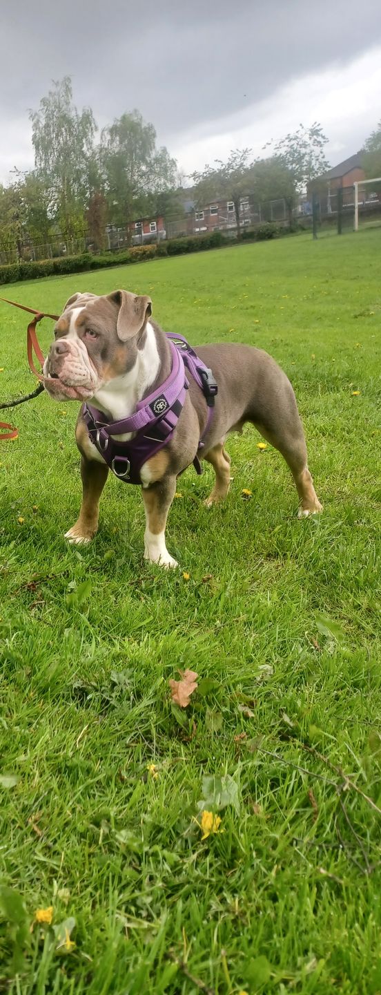 Customer photo review of Hurricane Harness - Non Restrictive, With Handle, Adjustable & Reflective - All Breeds - Purple