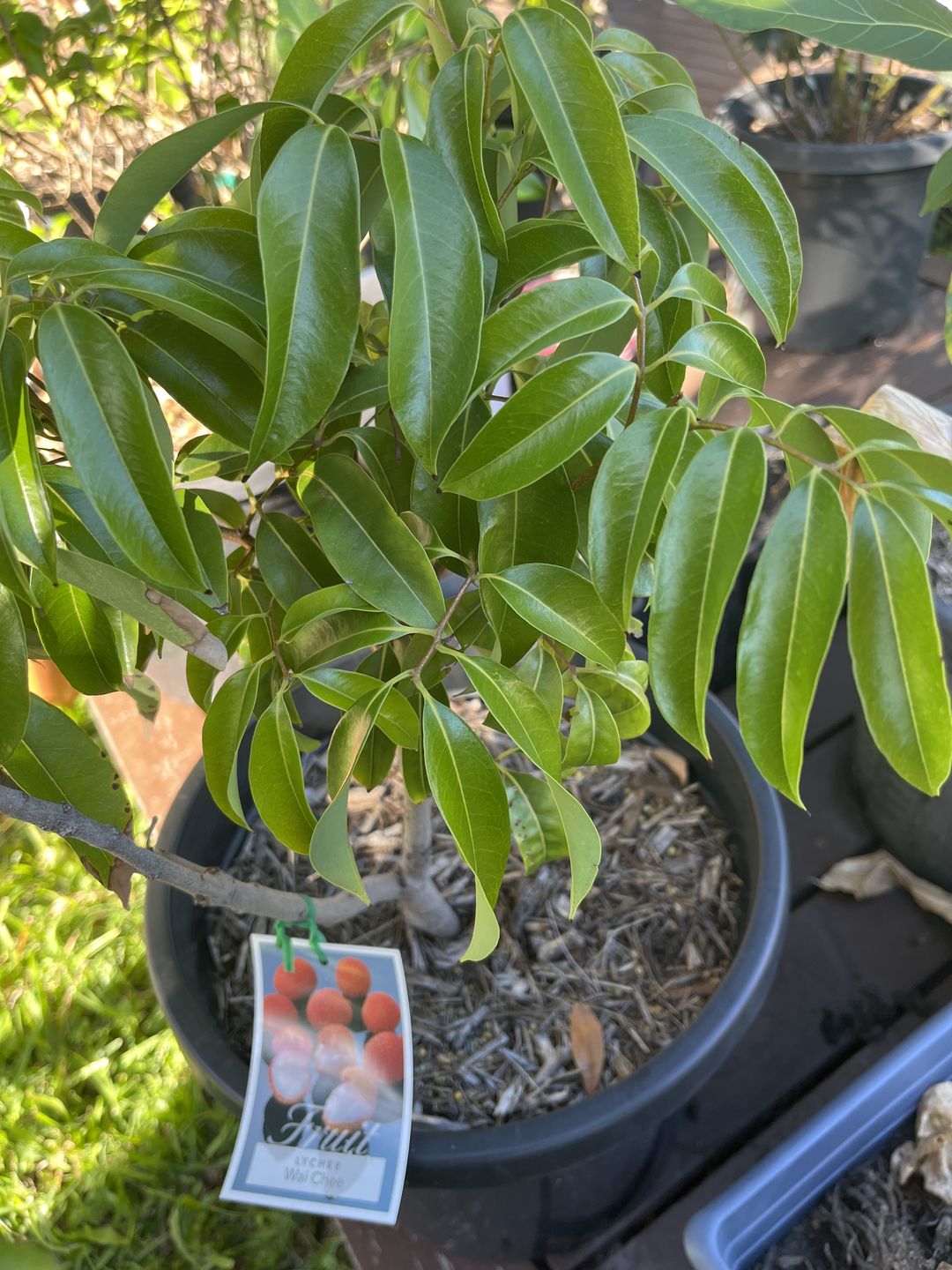 Customer photo review of Dwarf Lychee - Wai Chi