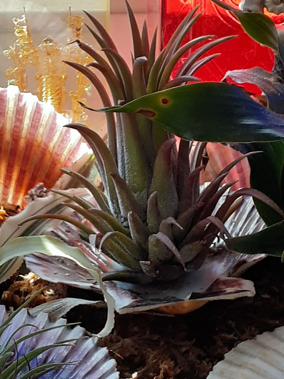 Customer photo review of Ionantha Curly Giant