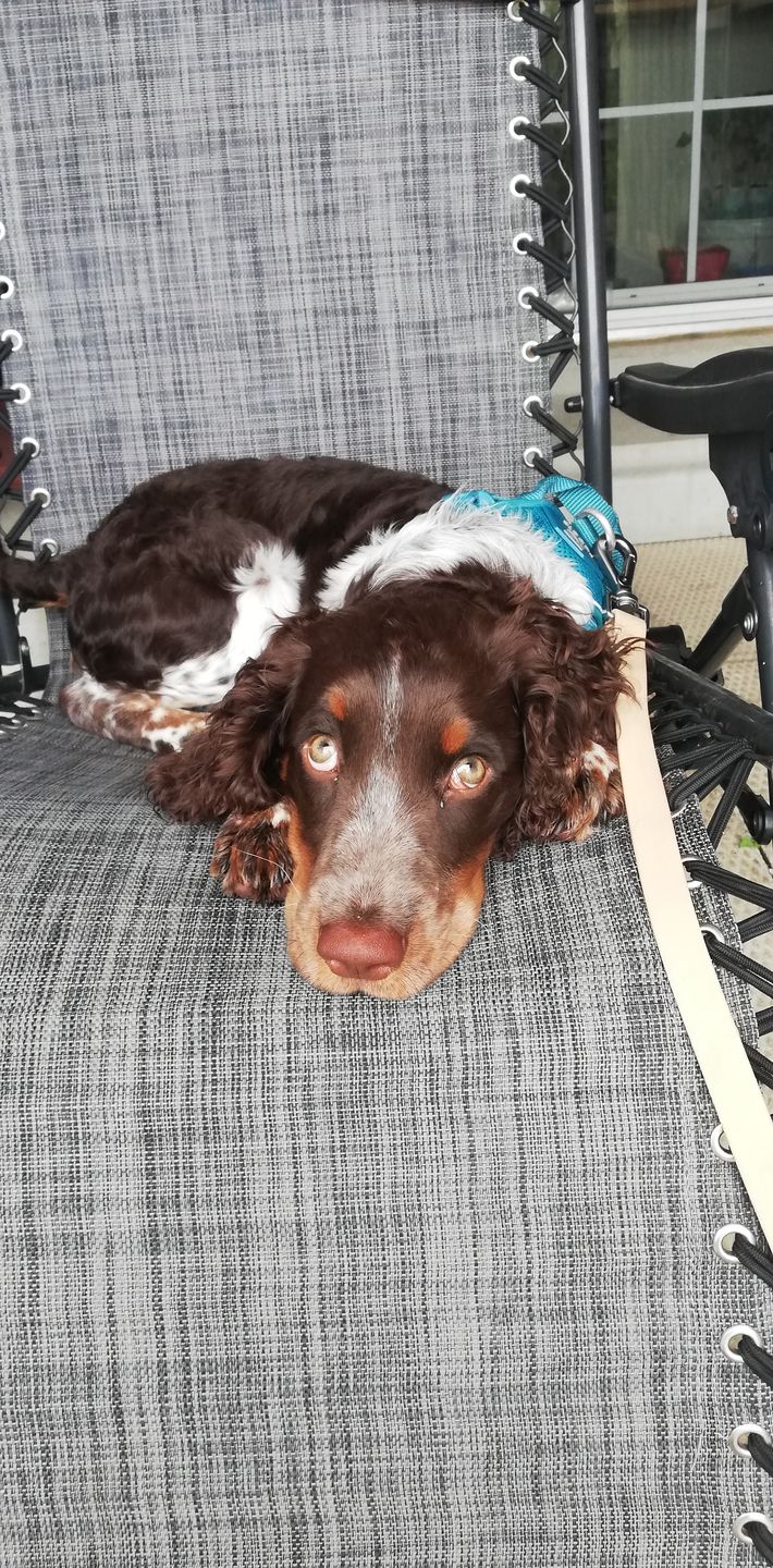Customer photo review of Solace Weatherproof Leash
