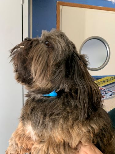 Customer photo review of Collier Anti Aboiement PuppySafe™