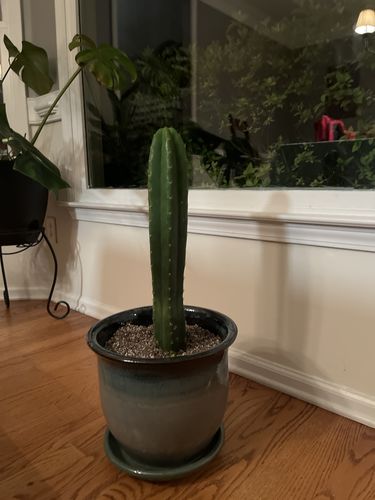 Customer photo review of San Pedro Cactus | Medium | Echinopsis pachanoi