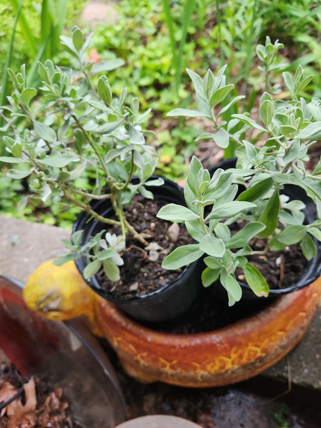 Customer photo review of Sage 'Compact Texas'
