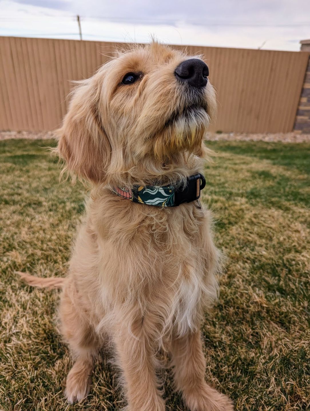 Customer photo review of NOOM: Artist Series Collar