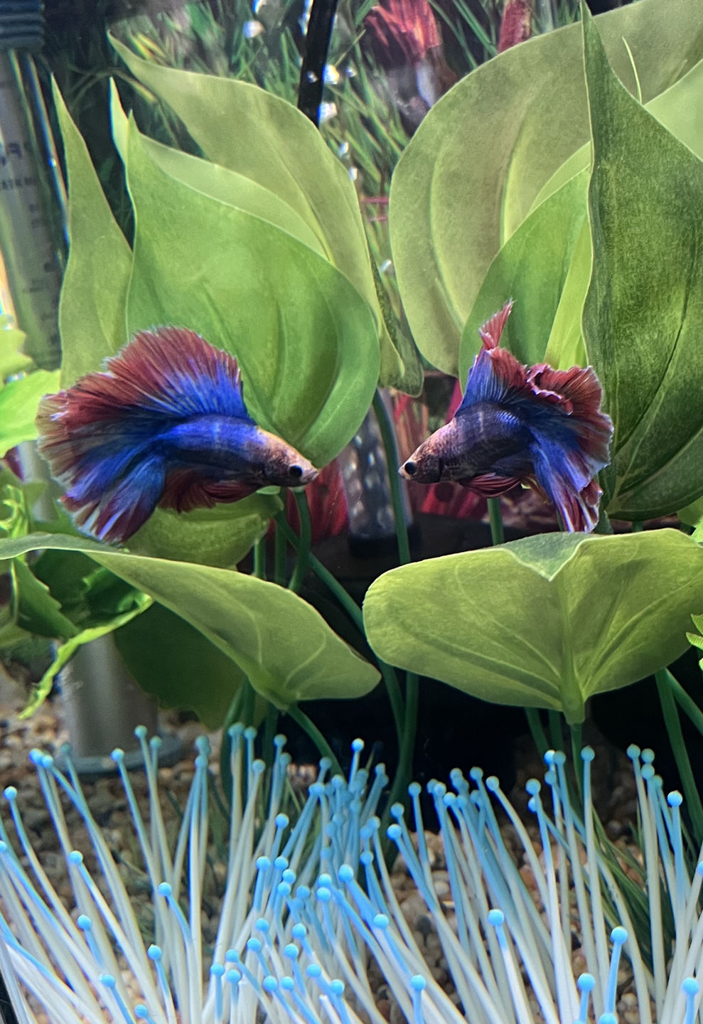 Customer photo review of Northfin Krill Pro