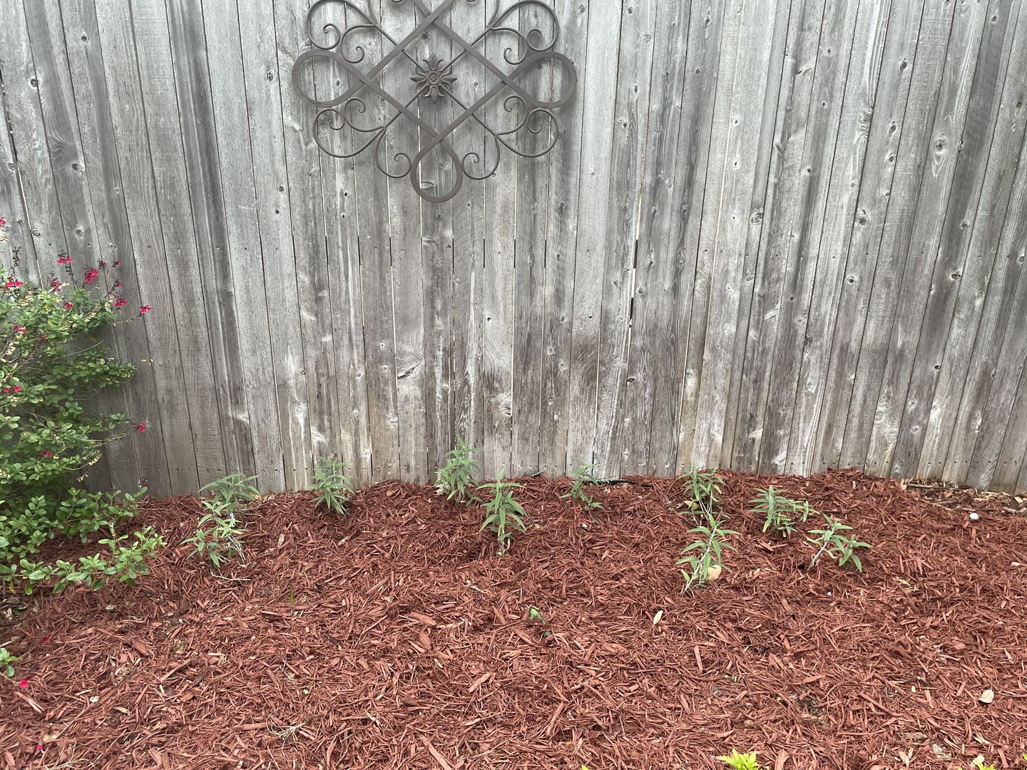 Customer photo review of Salvia 'Mexican Bush'