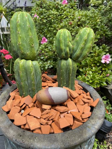 Customer photo review of Imperfect San Pedro Cactus Cuttings | Echinopsis pachanoi Cuttings
