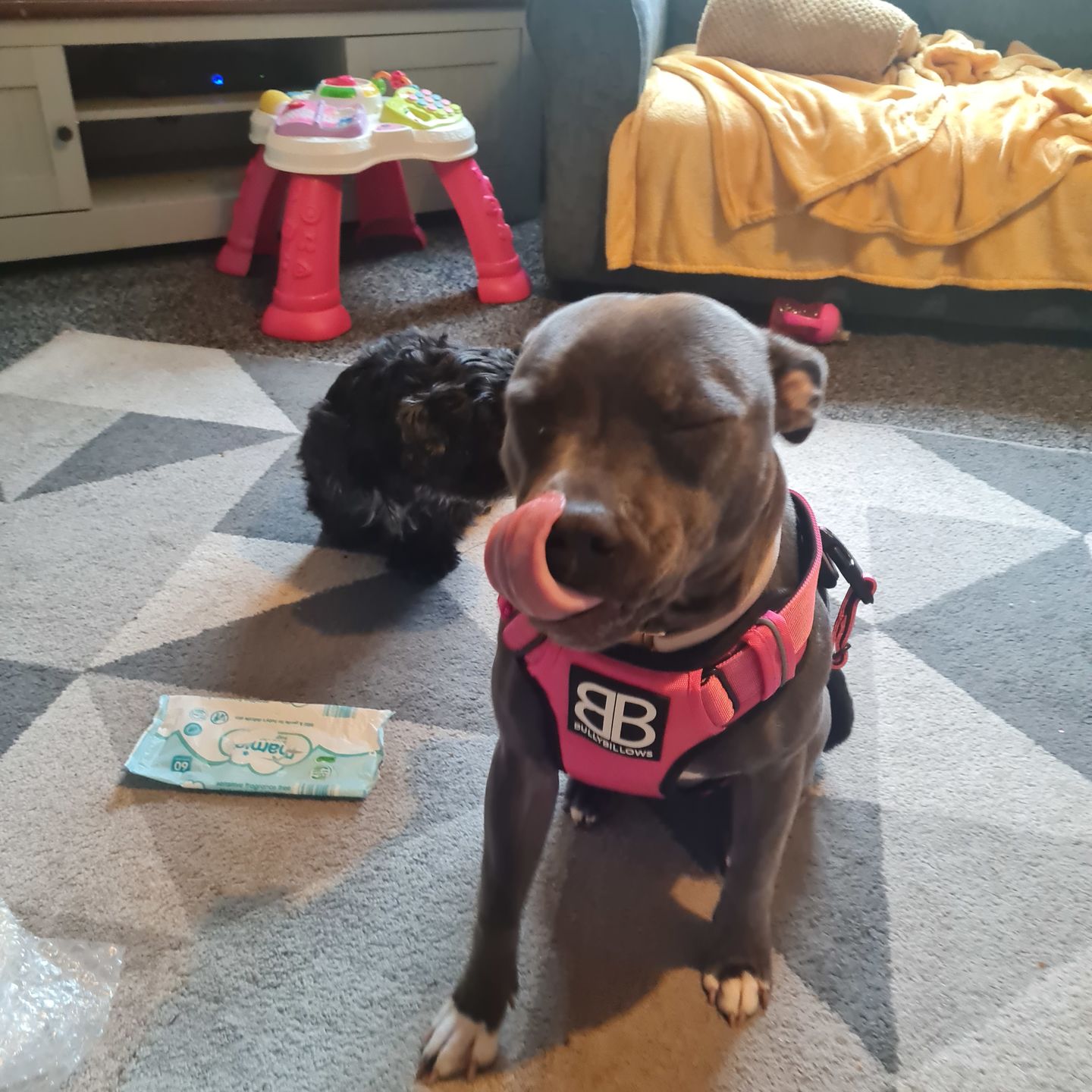 Customer photo review of Premium Comfort Harness | Non Restrictive & Adjustable - Magenta