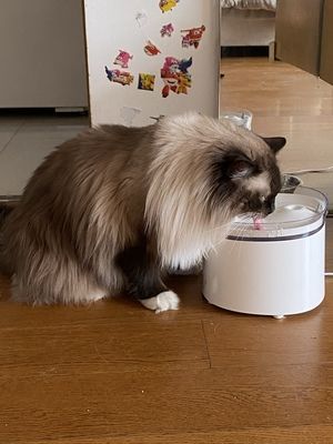 Customer photo review of homerunPET ペットウォーターファウンテン