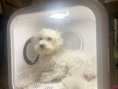 Customer photo review of homerunPET Dryboシリーズ ペットドライヤーハウス（50L・62L）