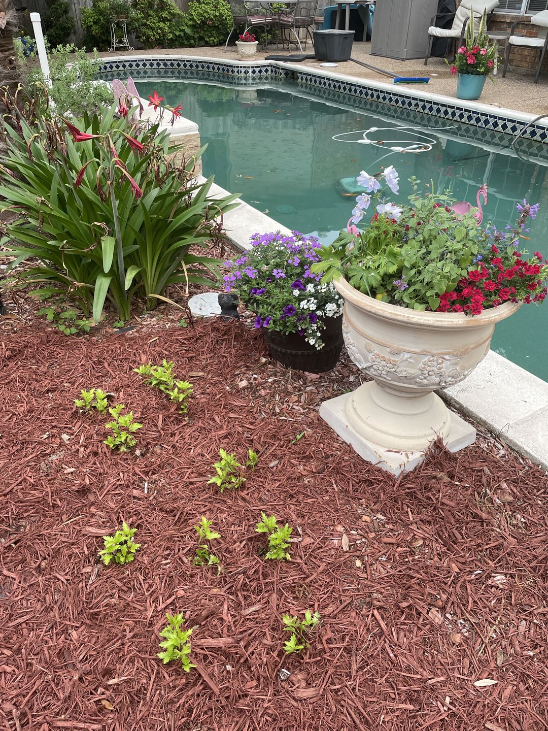 Customer photo review of Gregg's Mistflower