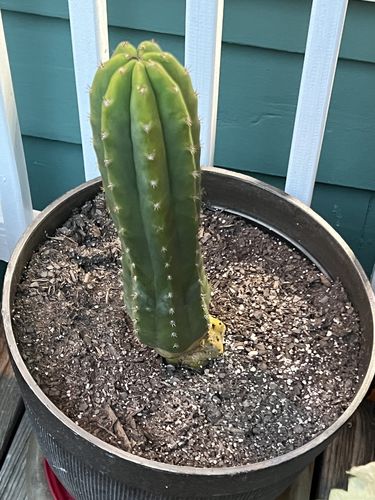 Customer photo review of San Pedro Cactus | Medium | Echinopsis pachanoi