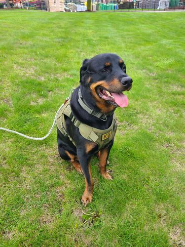 Customer photo review of Classic Heavy-Duty Tactical No-Pull Team K9™ Dog Harness With Front & Back D-Rings, Quick-Release Metal-Buckles, Hook & Loop Panels, & Top Handle