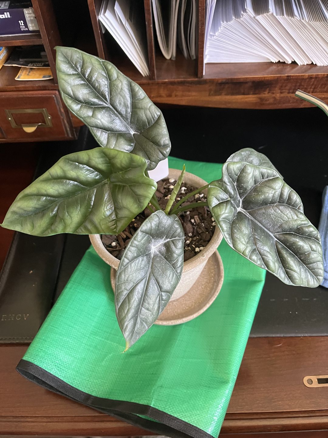 Customer photo review of 4" Alocasia sinuata
