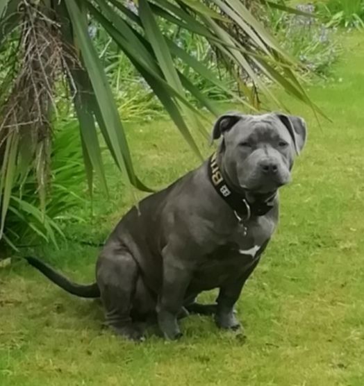 Customer photo review of 5cm Combat® Collar | Rated Clip - NO HANDLE - Black v2.0