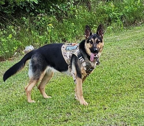Customer photo review of 'K9' Hook & Loop Patch For Harness