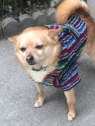 Customer photo review of Playa Poncho - Surprise Color