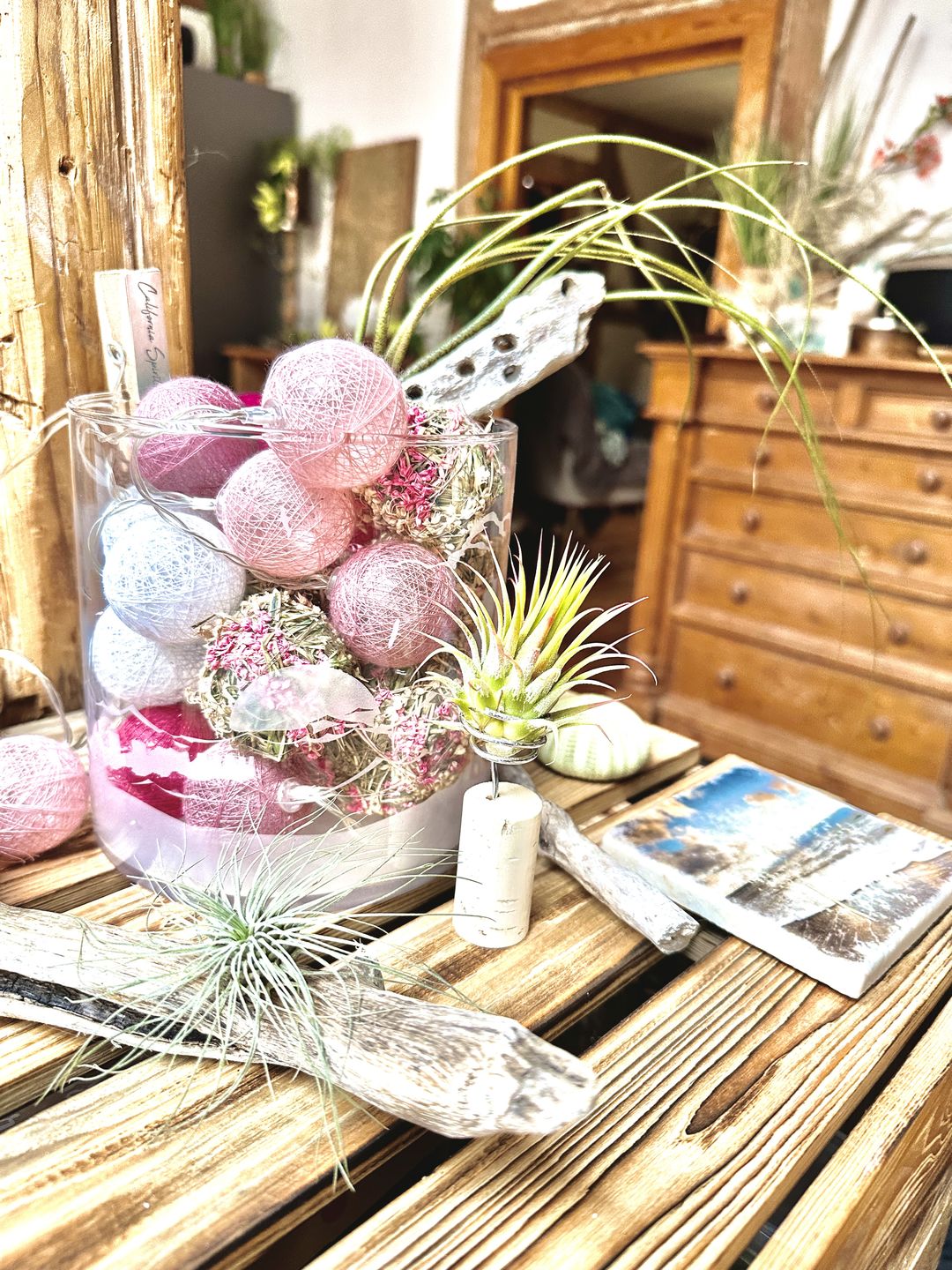 Customer photo review of Tillandsia butzii