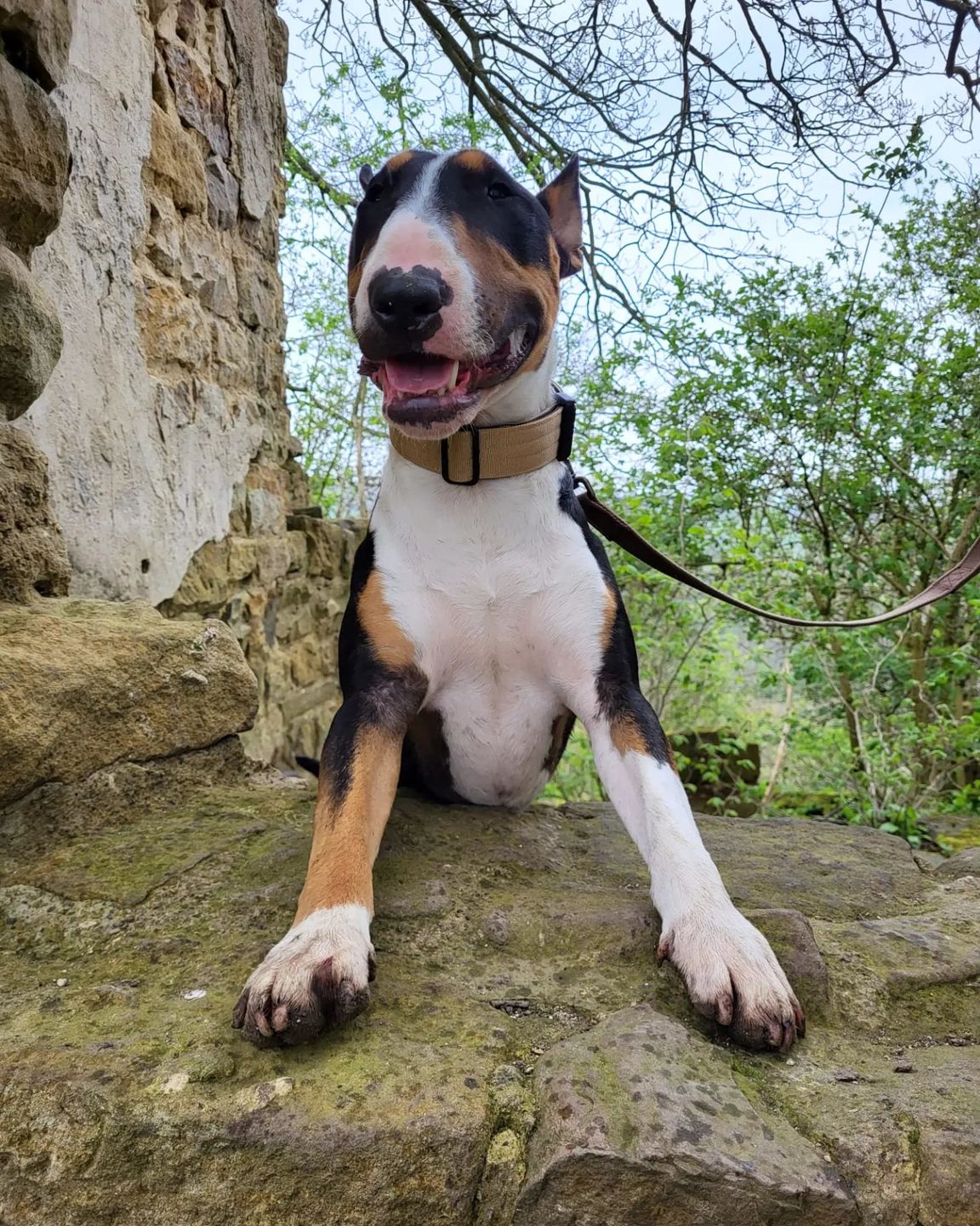 Customer photo review of 4cm Combat® Collar | Rated Clip - NO HANDLE - Military Tan v2.0