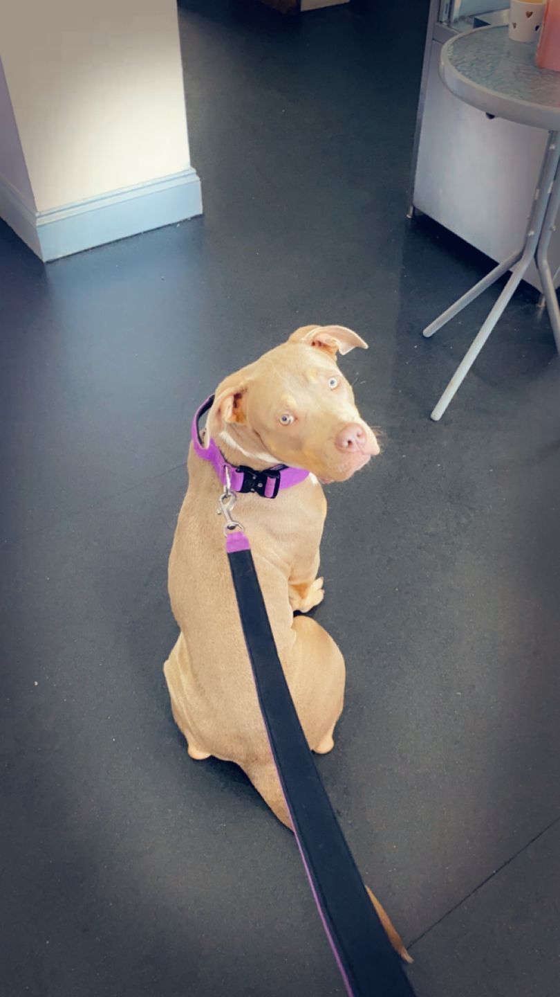 Customer photo review of 4cm Combat® Collar | With Handle & Rated Clip - Purple v2.0