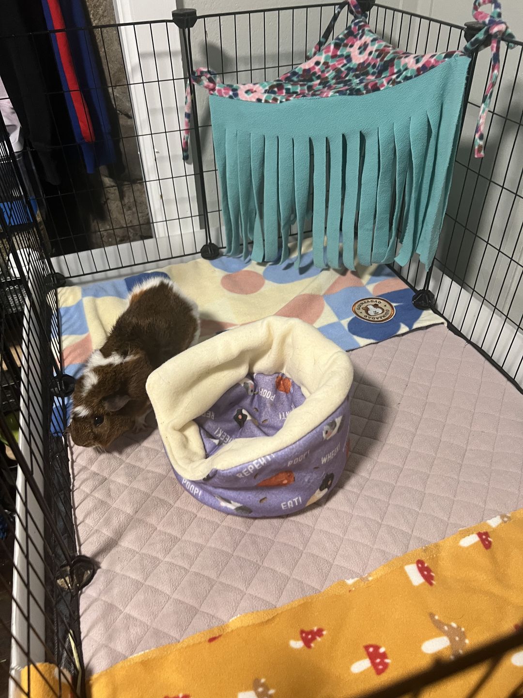 Customer photo review of Premium GuineaDad Liner