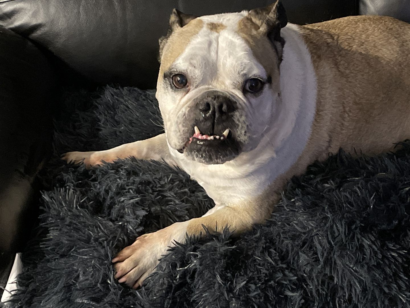 Customer photo review of Matching Calming Blanket