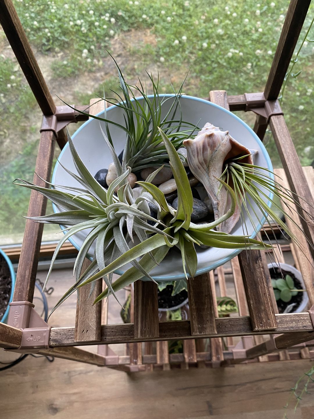 Customer photo review of 3 Air Plants & Fertilizer  Great Starter Mix