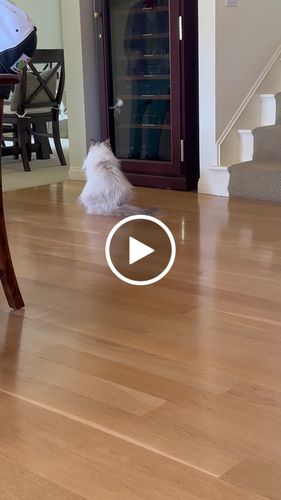 Customer video review of Interactive Bird Simulation Cat Toy Set