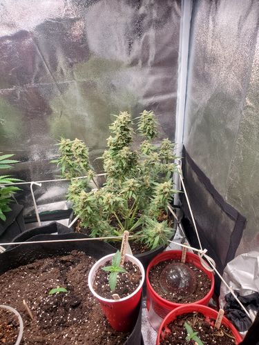Customer photo review of Sohum Soil Organic Living Soil Just Add Water 1.5 cu ft
