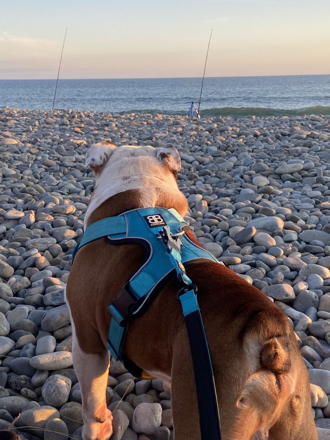 Customer photo review of Premium Comfort Harness | Non Restrictive & Adjustable - Light Blue