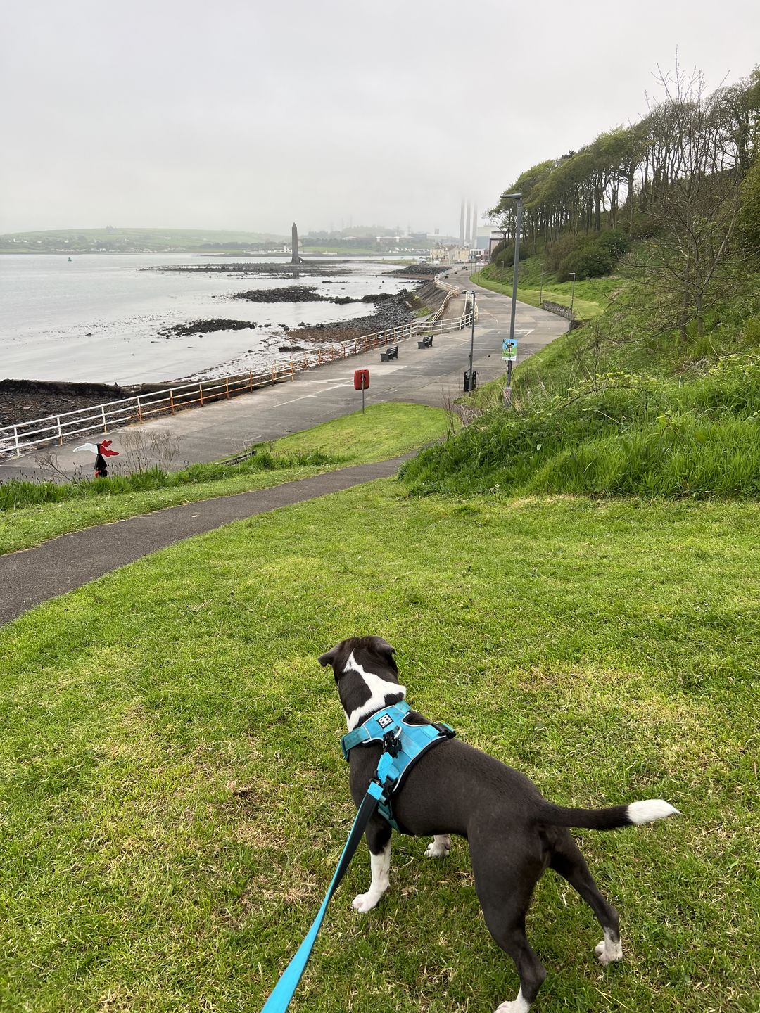 Customer photo review of Premium Comfort Harness | Non Restrictive & Adjustable - Light Blue