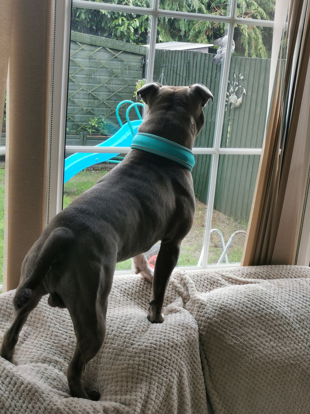 Customer photo review of 4cm RR Collar | Soft Padded & Reflective | Series 2 - Turquoise